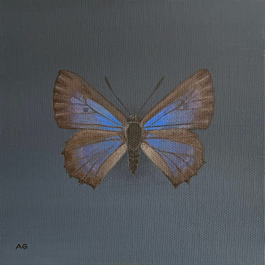 Original painting of a Bulloak Jewel Butterfly Acrylic on canvas artwork by Amanda Gosse