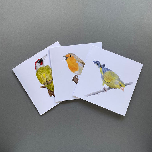 Three fine art British bird greetings cards by Amanda Gosse