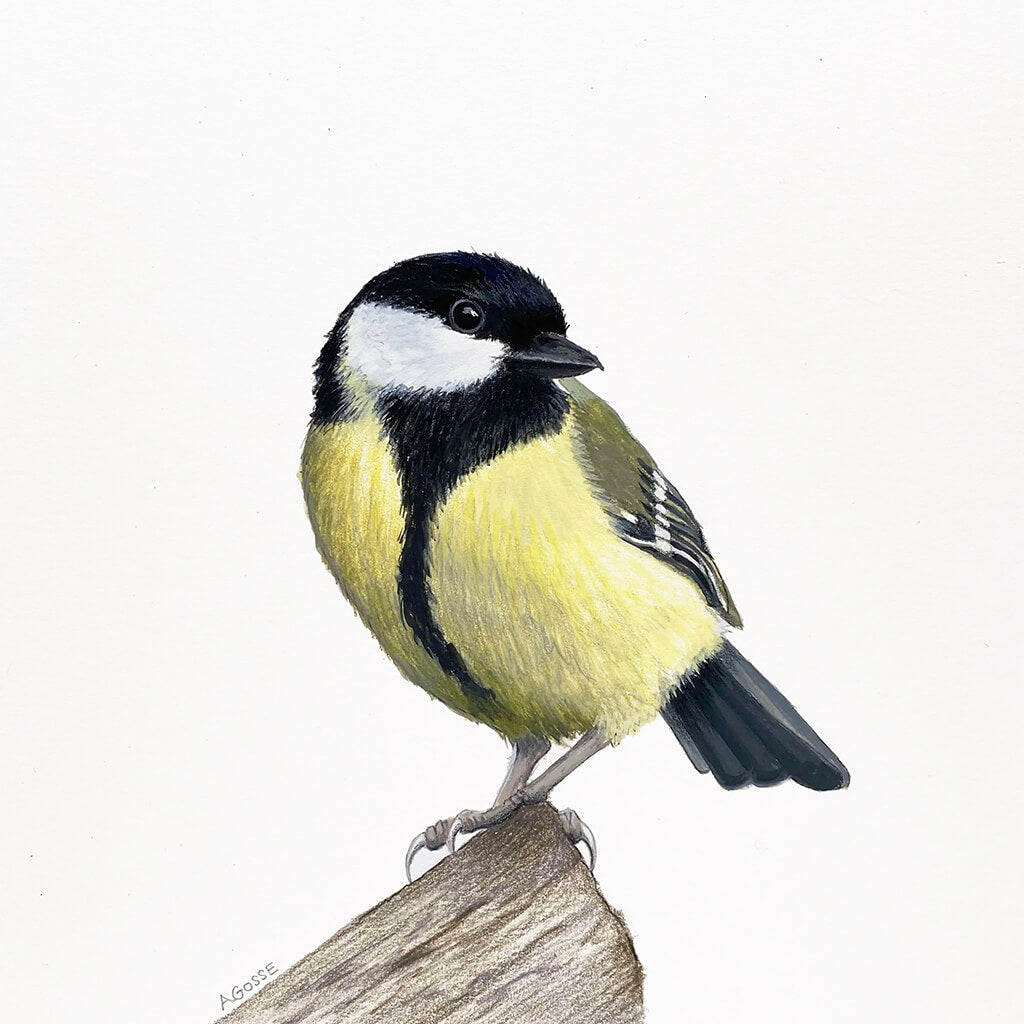 Great Tit Bird Original Gouache Painting by Amanda Gosse