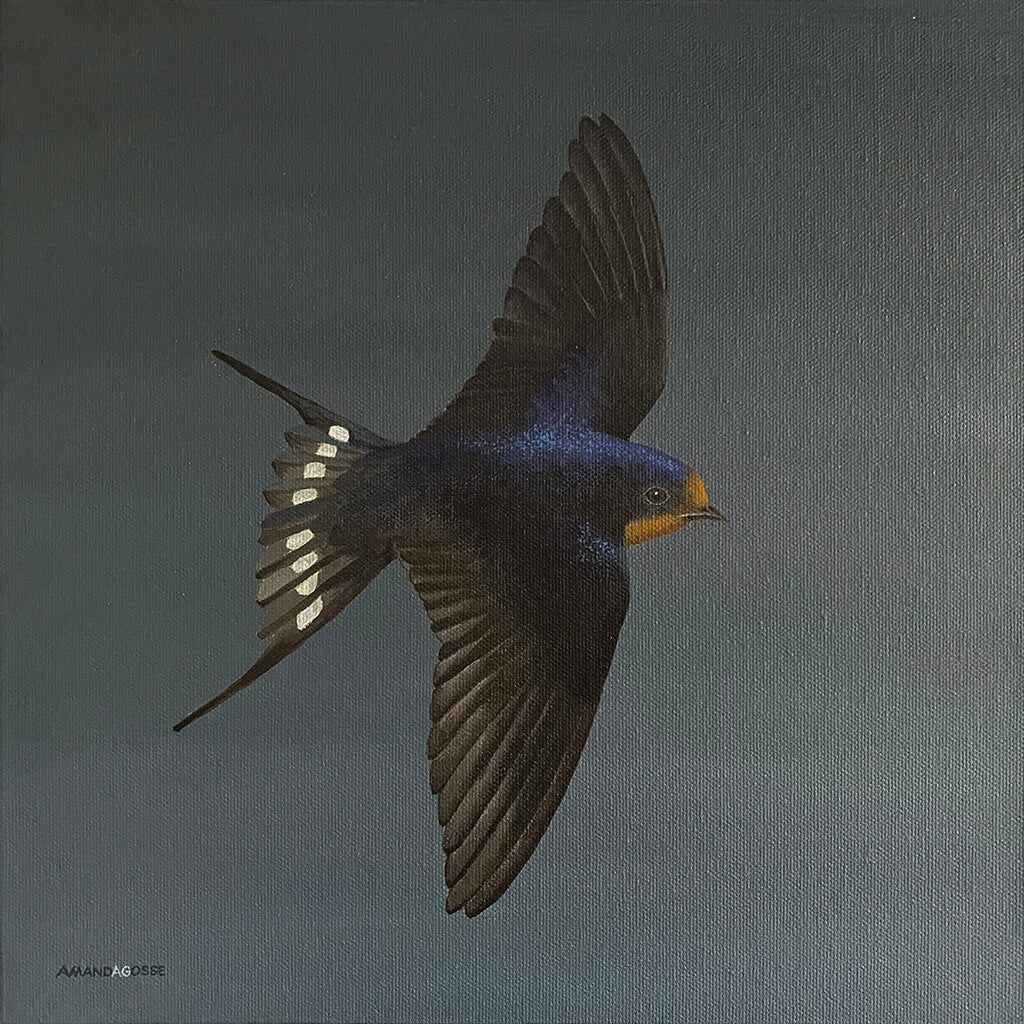 A swallow bird on dark grey background acrylic painting on square canvas by Amanda Gosse