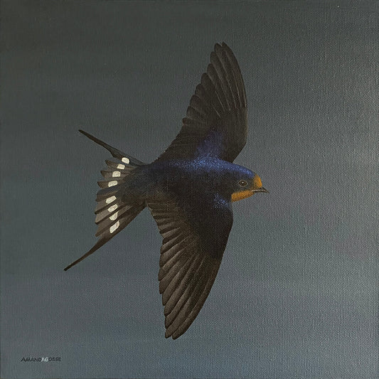 A swallow bird on dark grey background acrylic painting on square canvas by Amanda Gosse