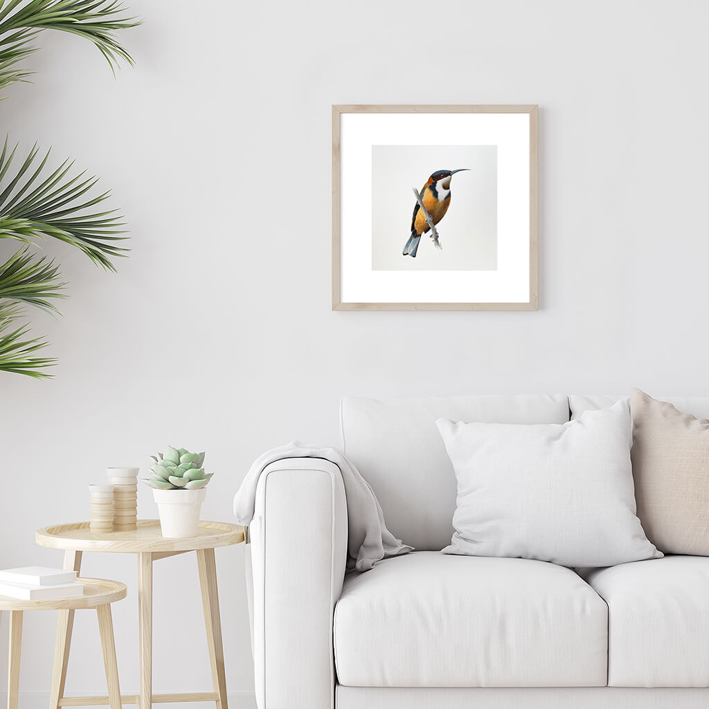 A bird giclée fine art print on paper of a Eastern Spinebill. Image shows the print framed and in a room setting.