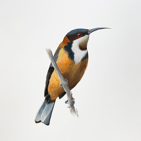 Eastern Spinebill bird gouache artwork painted by Australian bird artist Amanda Gosse