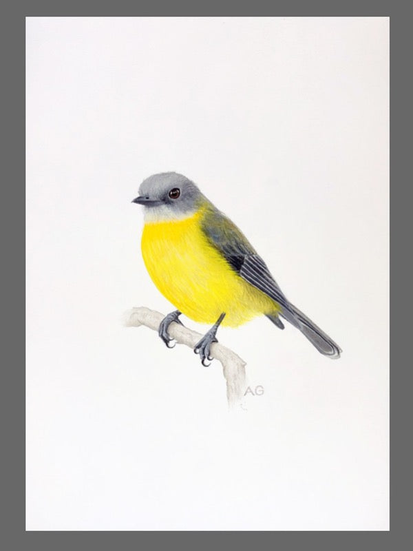 Eastern yellow robin painting on white background