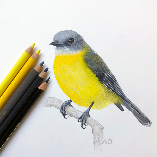 Eastern Yellow Robin illustration with colour pencils on white paper