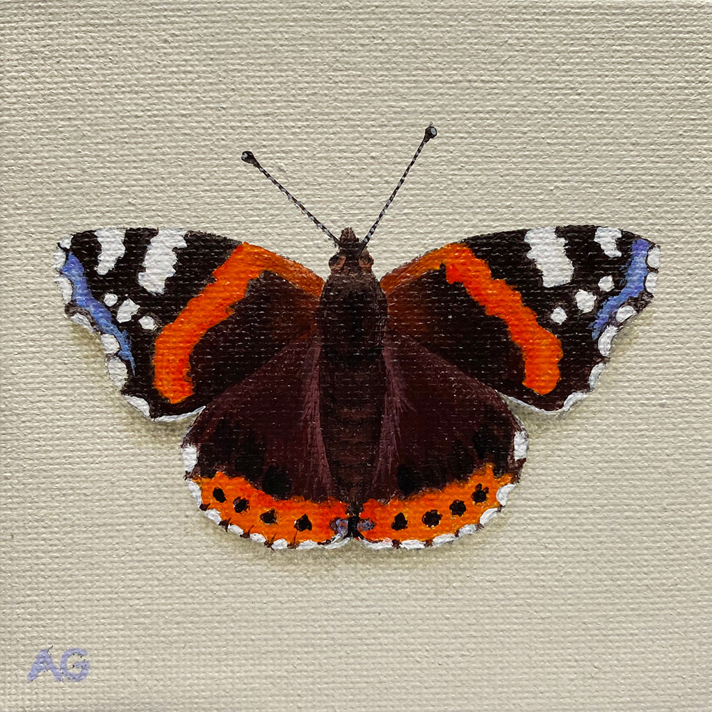 Red Admiral Butterfly miniature painting in acrylic on 10 x 10cm canvas by Amanda Gosse