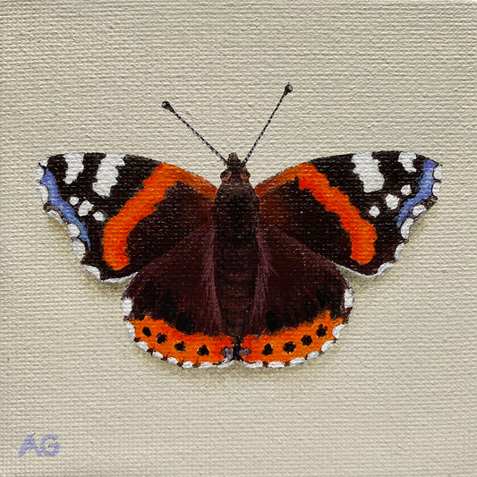 Red Admiral Butterfly miniature painting in acrylic on 10 x 10cm canvas by Amanda Gosse