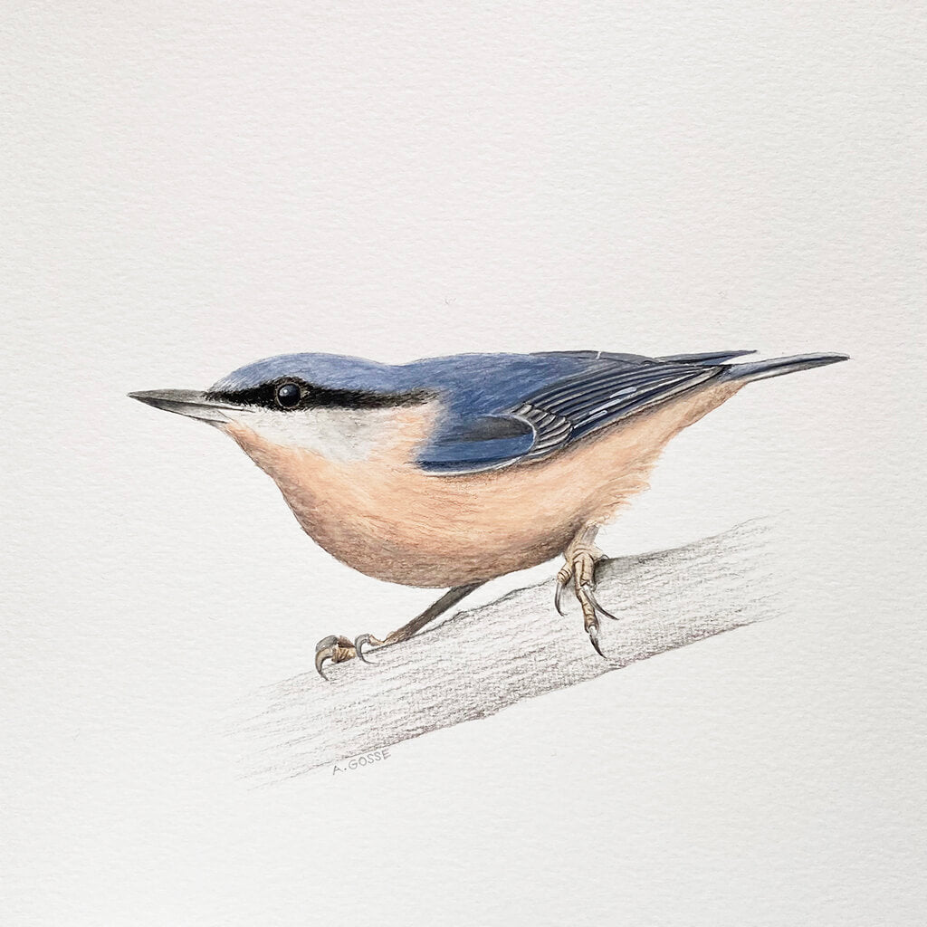 Original gouache on paper painting of a nuthatch bird by artist Amanda Gosse