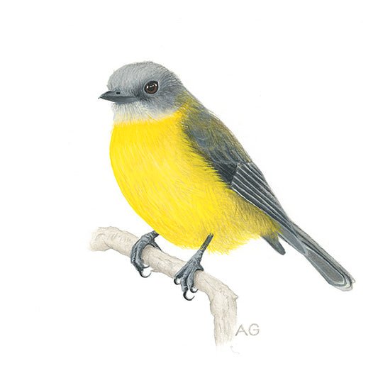 Eastern Yellow Robin painting on white paper
