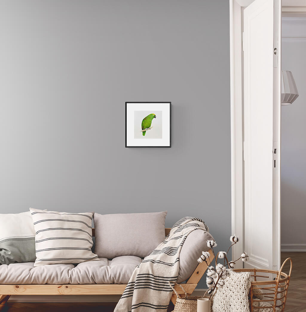 Amazon Parrot original square Gouache Painting by Amanda Gosse bird artist room setting